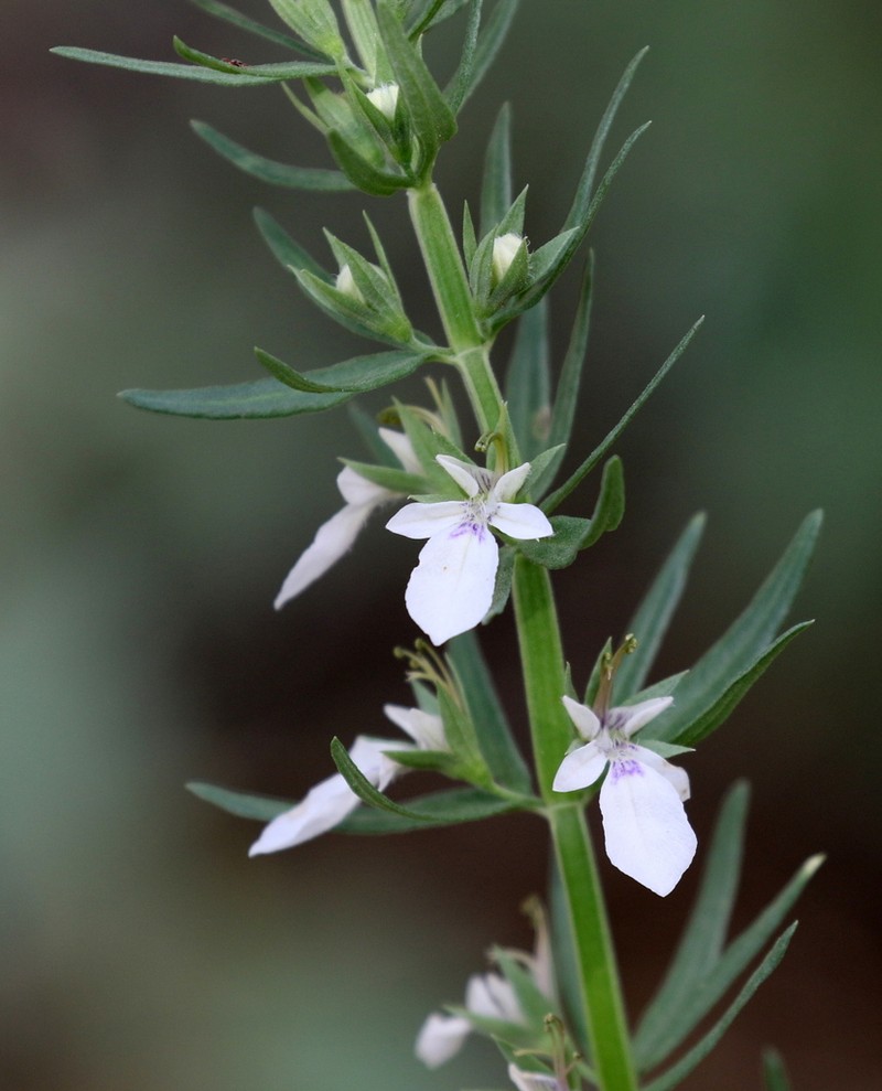 Teucrium coahuilanum photo 8