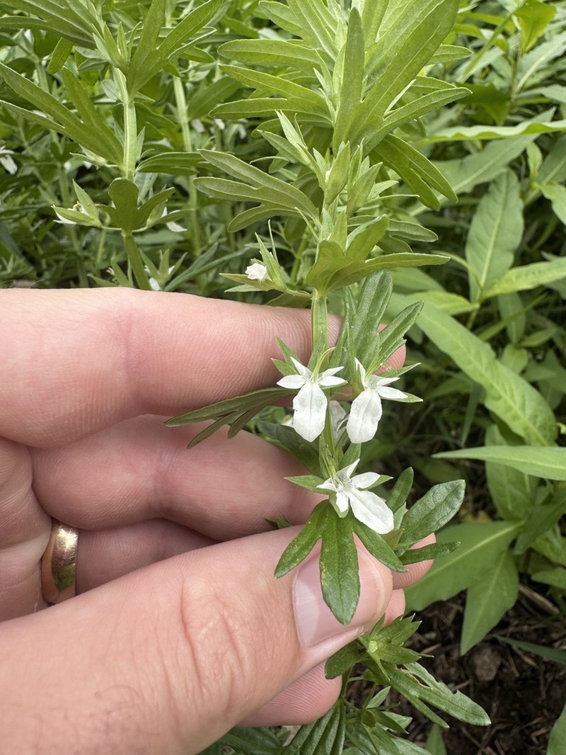 Small Coastal Germander photo 2
