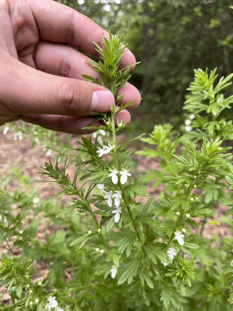 Small Coastal Germander photo 3