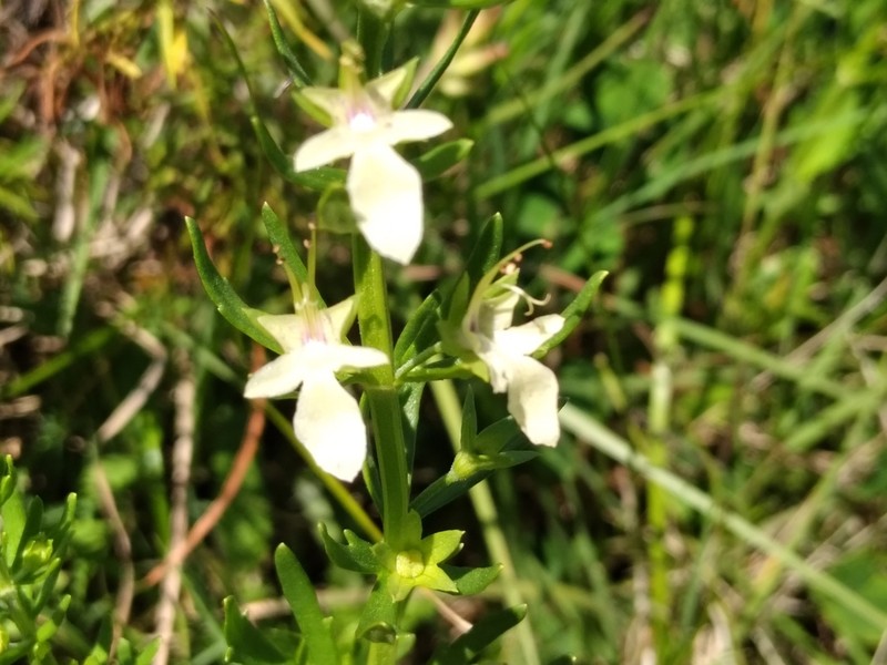 Small Coastal Germander photo 4