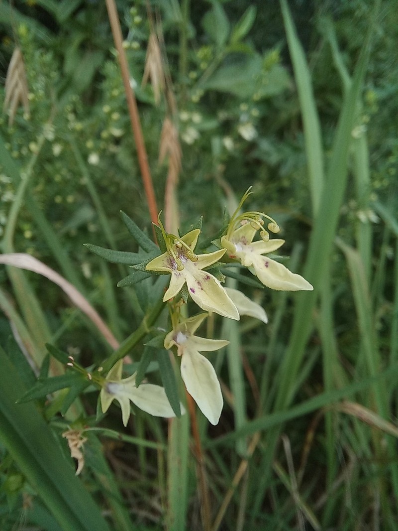 Small Coastal Germander photo 5