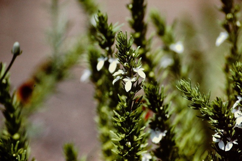 Small Coastal Germander photo 6