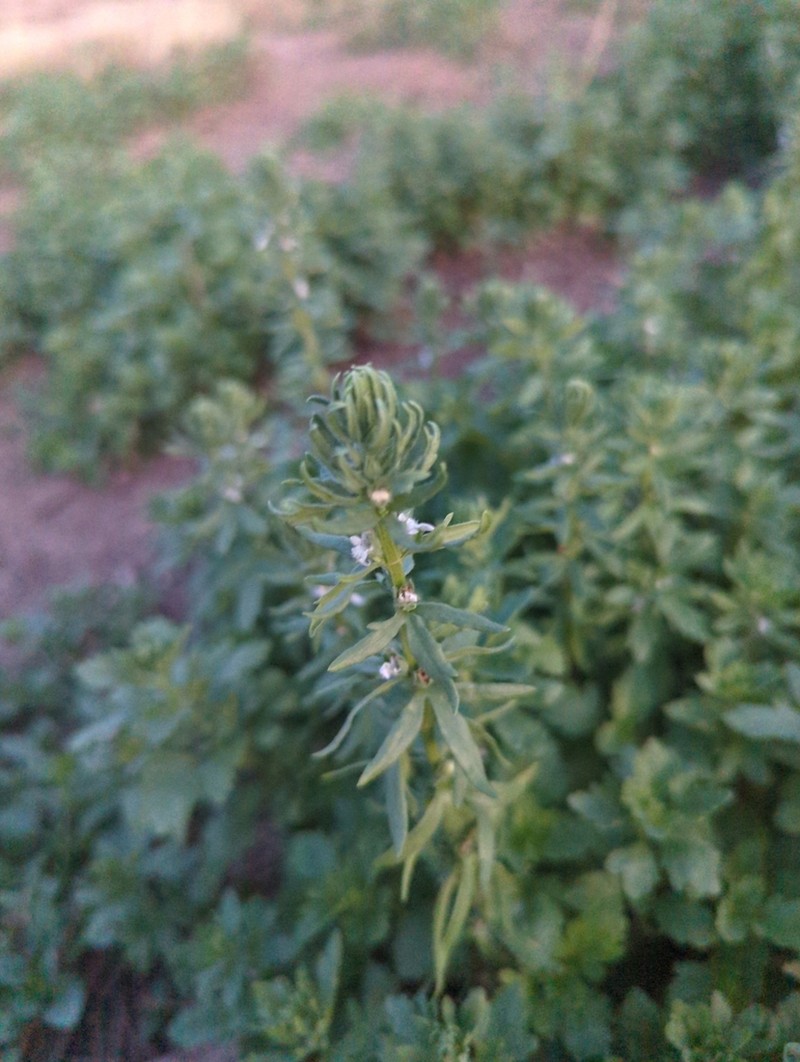 Small Coastal Germander photo 7