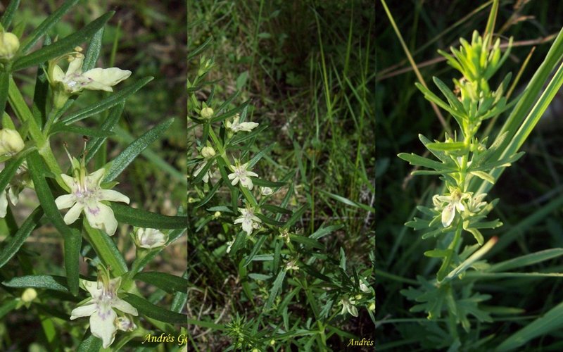 Small Coastal Germander