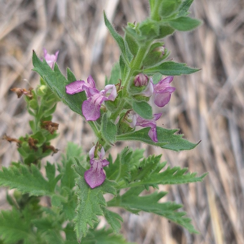 Teucrium daucoides
