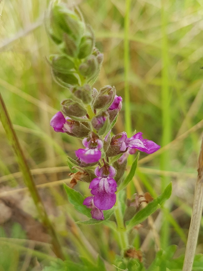 Teucrium daucoides photo 2