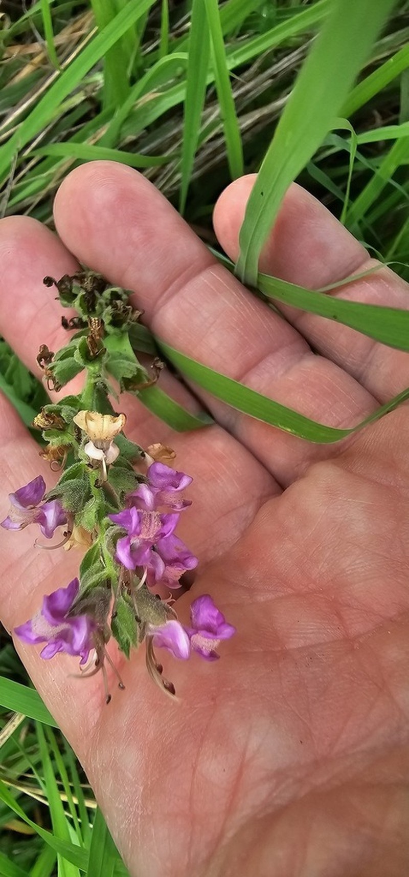 Teucrium daucoides photo 3