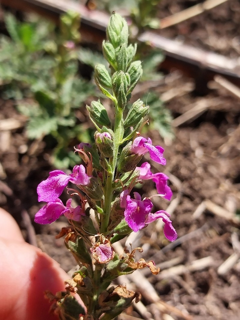 Teucrium daucoides photo 4
