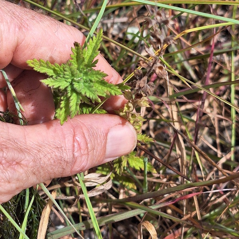 Teucrium daucoides photo 5