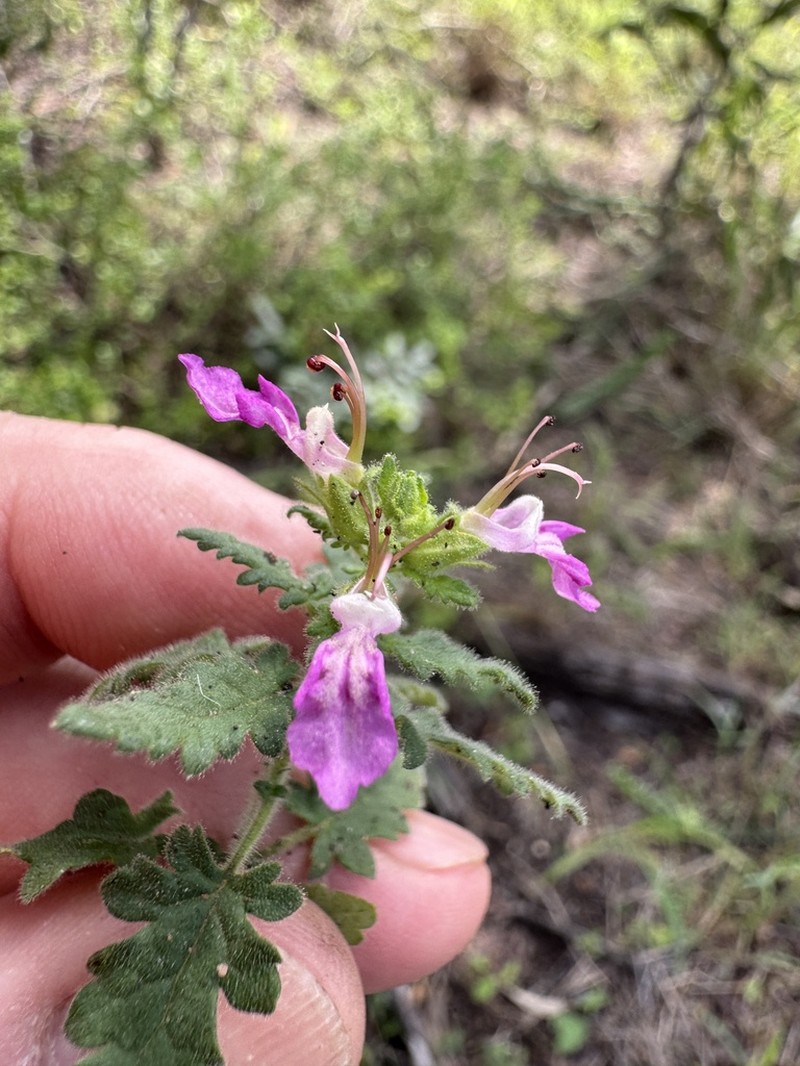 Teucrium daucoides photo 6