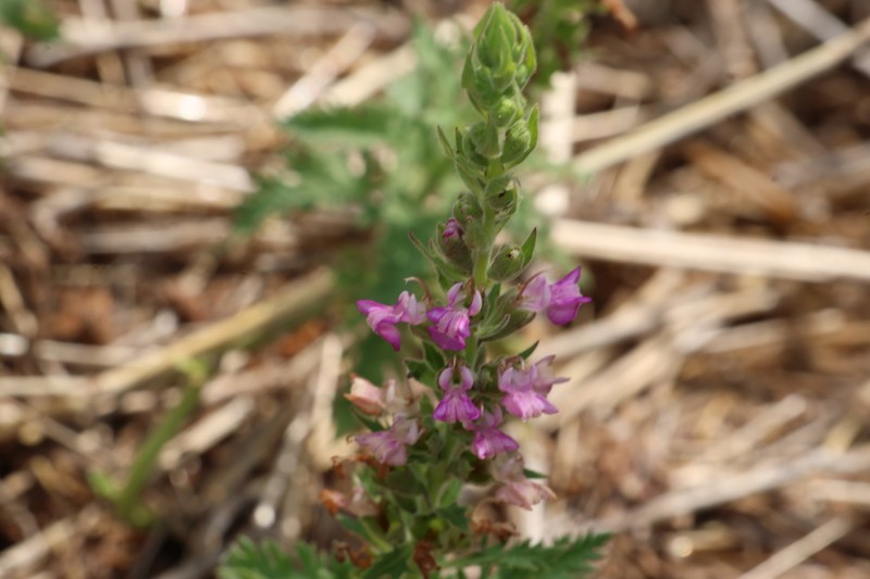 Teucrium daucoides photo 7