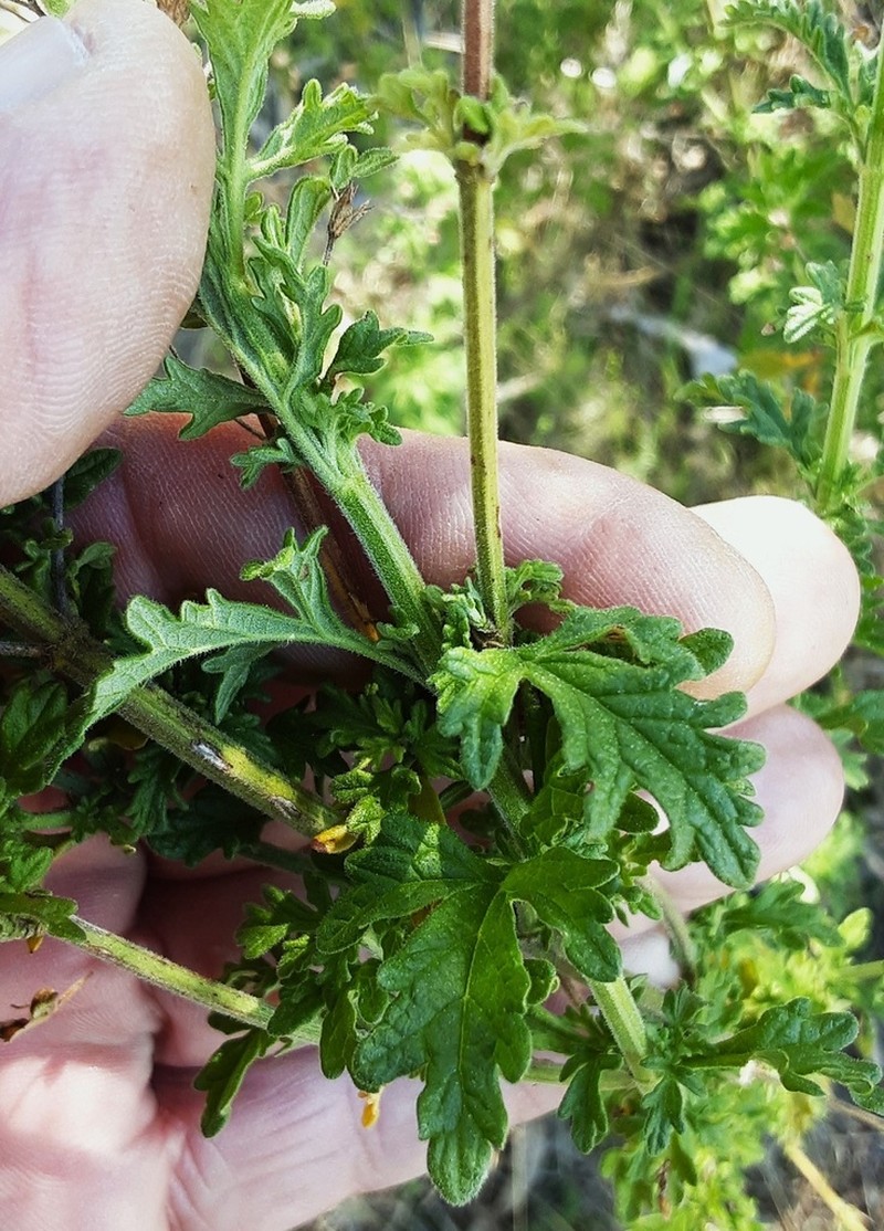 Teucrium daucoides photo 8