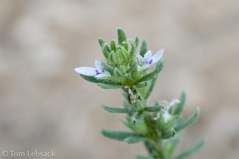 Teucrium depressum