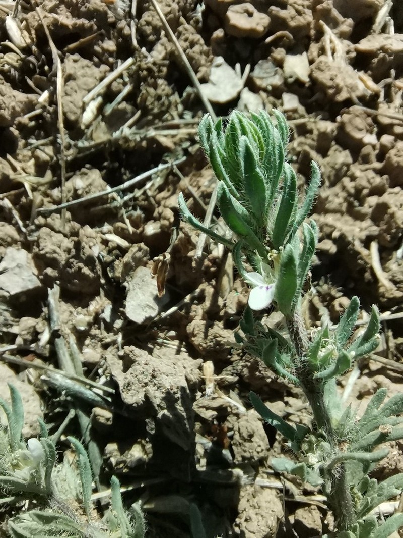 Teucrium depressum photo 2