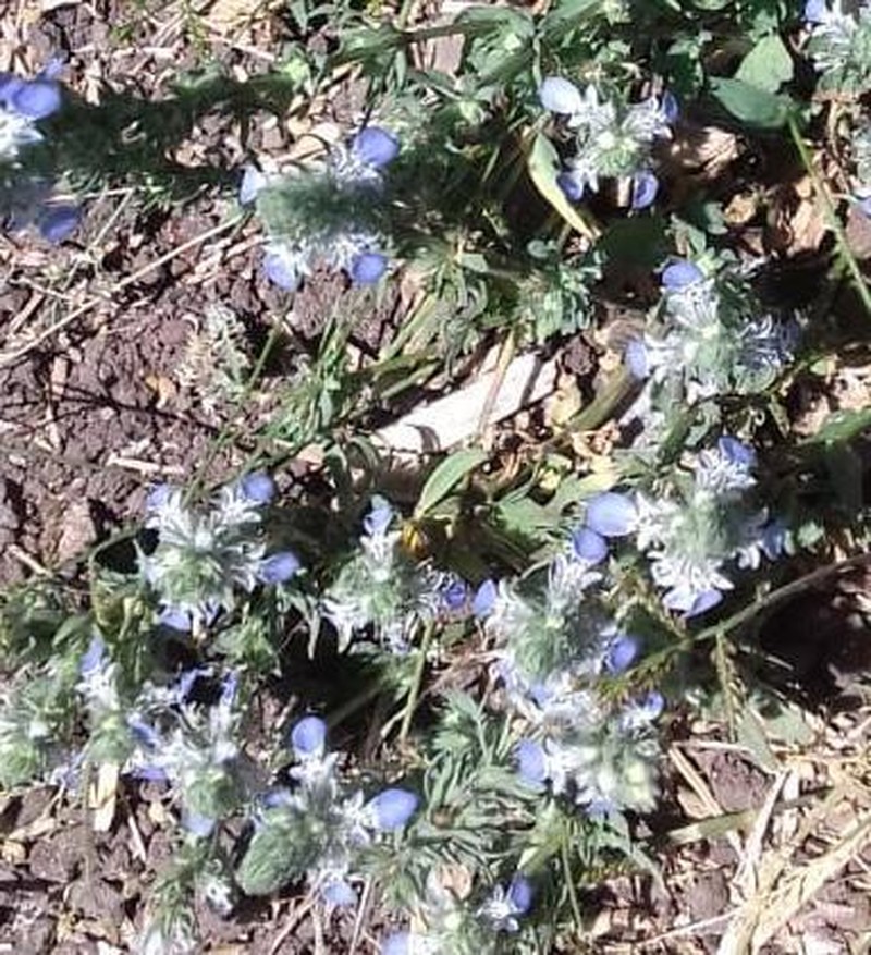 Teucrium depressum photo 3