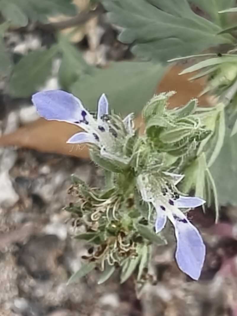 Teucrium depressum photo 4