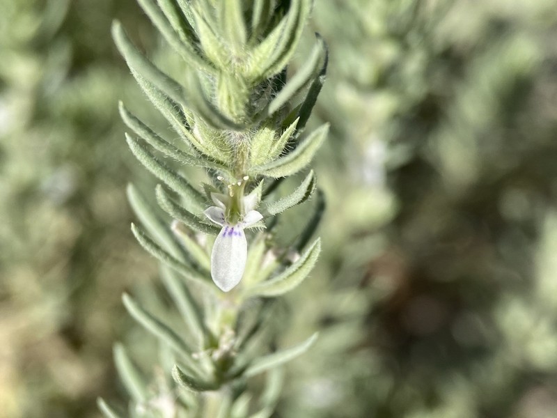 Teucrium depressum photo 5
