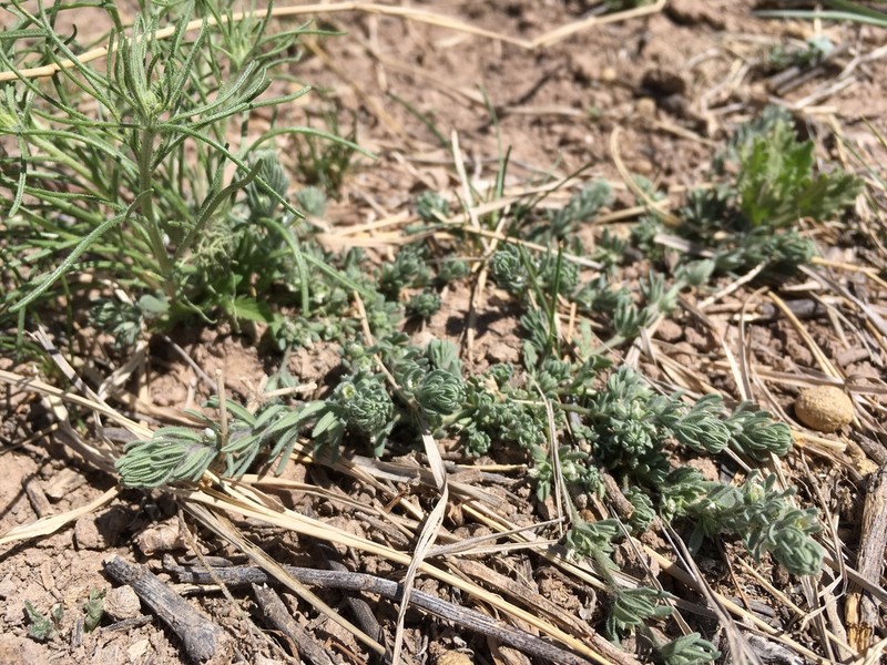Teucrium depressum photo 6