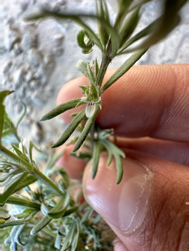 Teucrium depressum photo 7