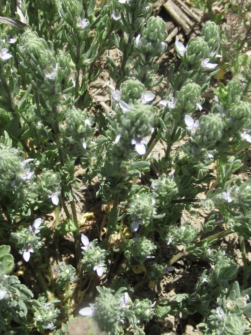 Teucrium depressum photo 8
