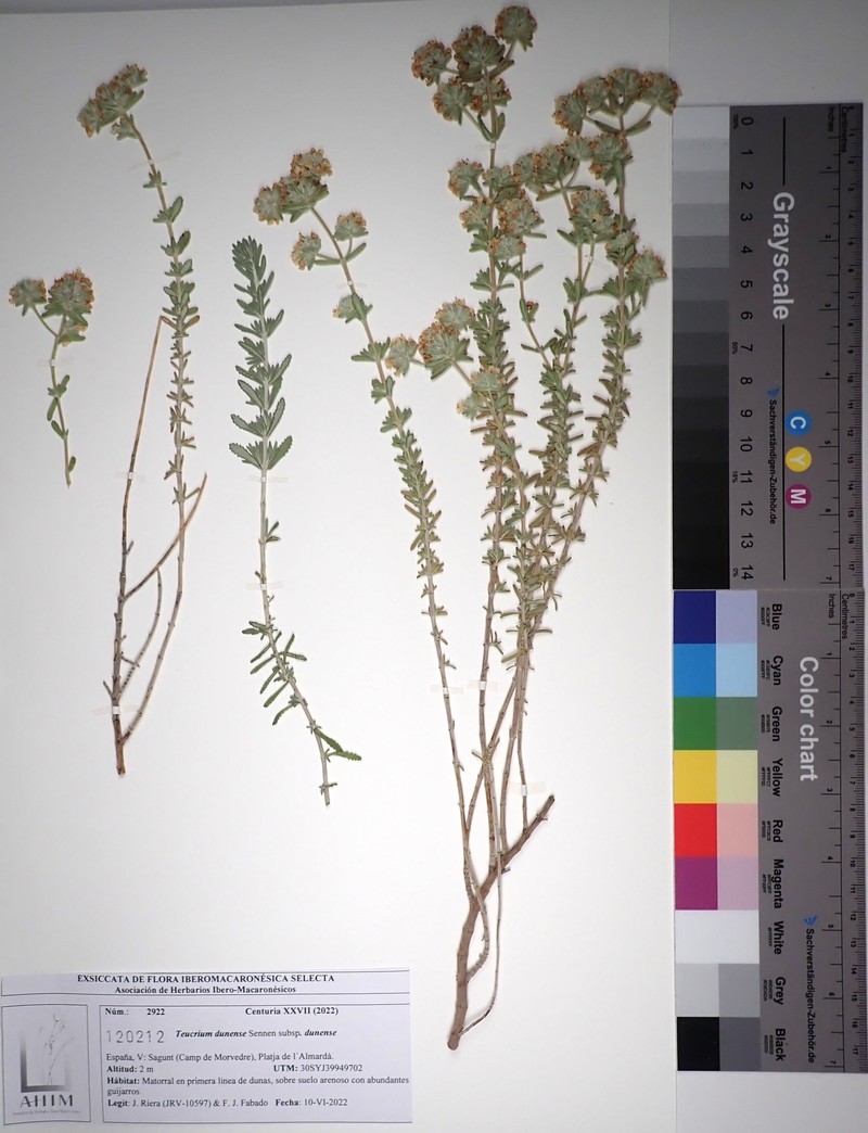 Teucrium dunense subsp. dunense
