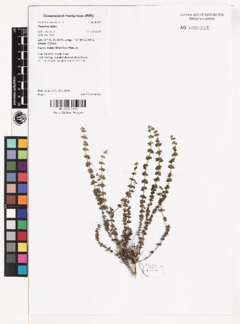 Teucrium fallax photo 3