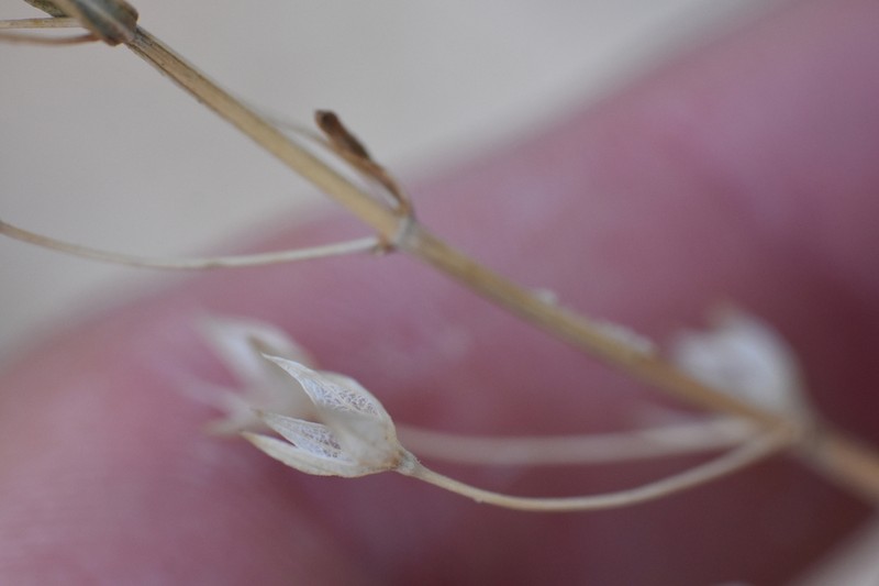 Sticky Germander