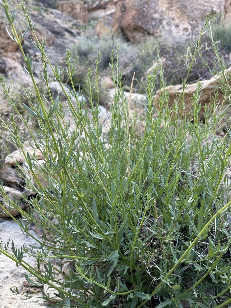 Sticky Germander photo 2