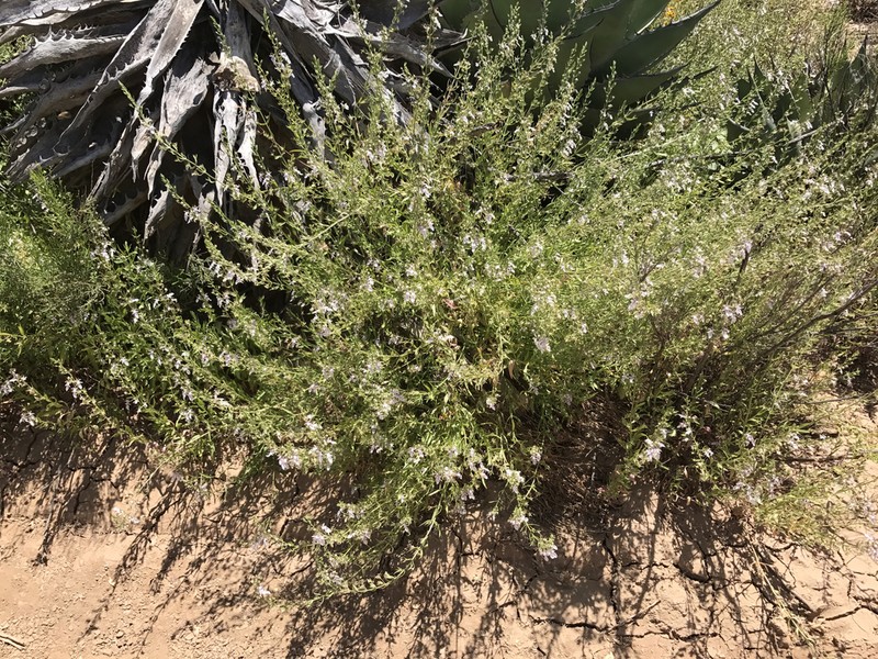 Sticky Germander photo 3