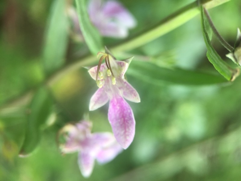 Sticky Germander photo 4