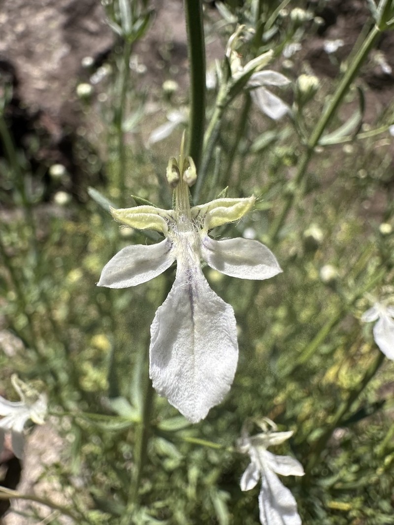 Sticky Germander photo 5