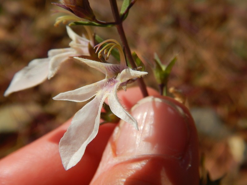 Sticky Germander photo 6