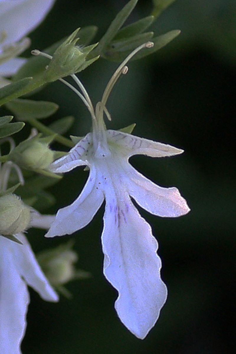 Sticky Germander photo 7