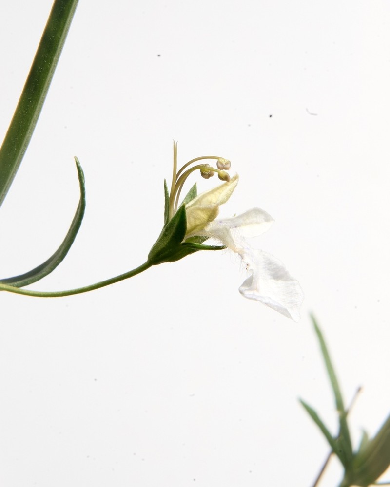 Sticky Germander photo 8