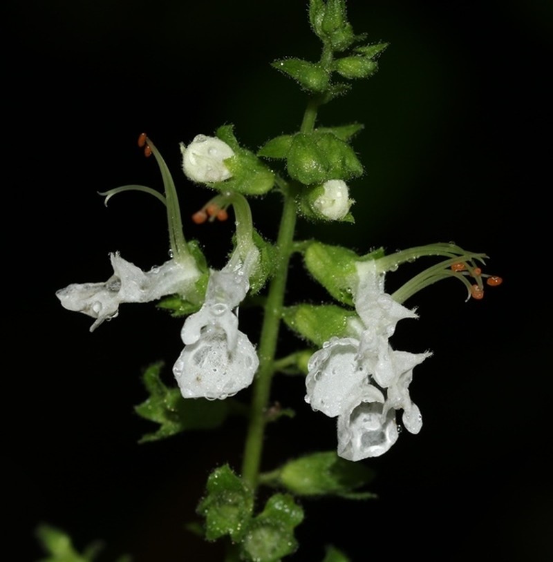 Teucrium heynei