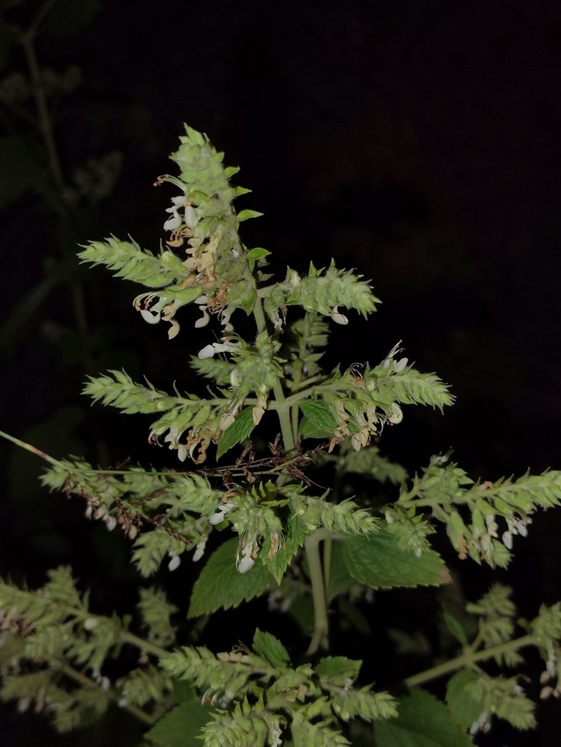 Teucrium heynei photo 2