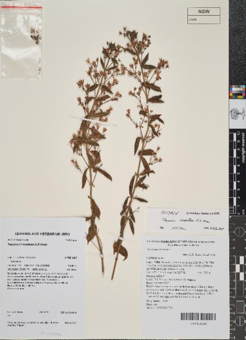 Teucrium irroratum