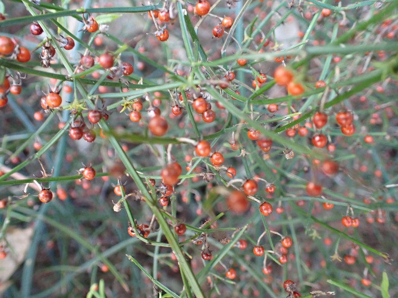 Teucrium junceum