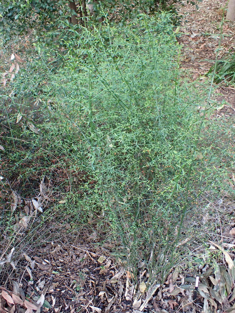 Teucrium junceum photo 2