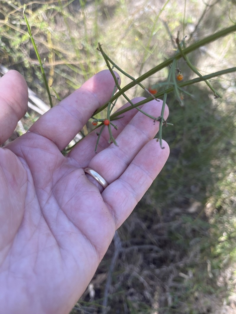 Teucrium junceum photo 3