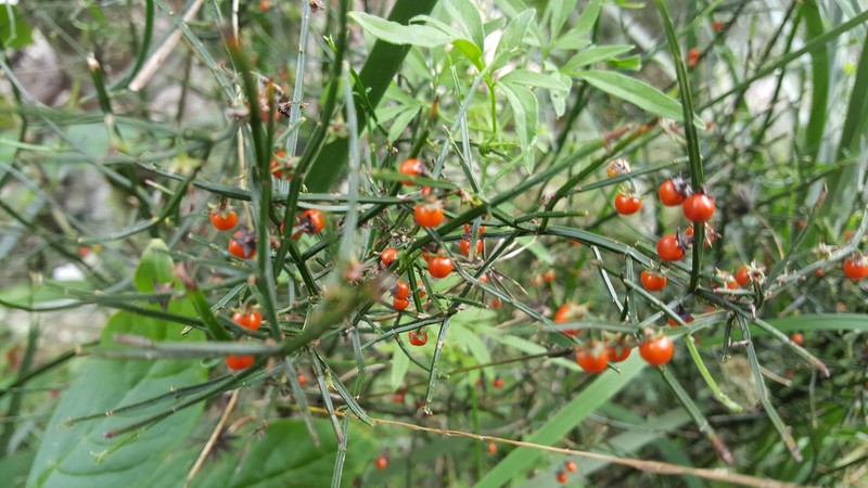 Teucrium junceum photo 4