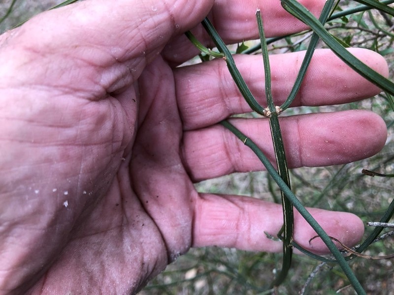 Teucrium junceum photo 5