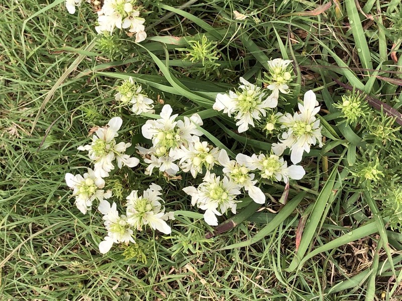 Lacy Germander