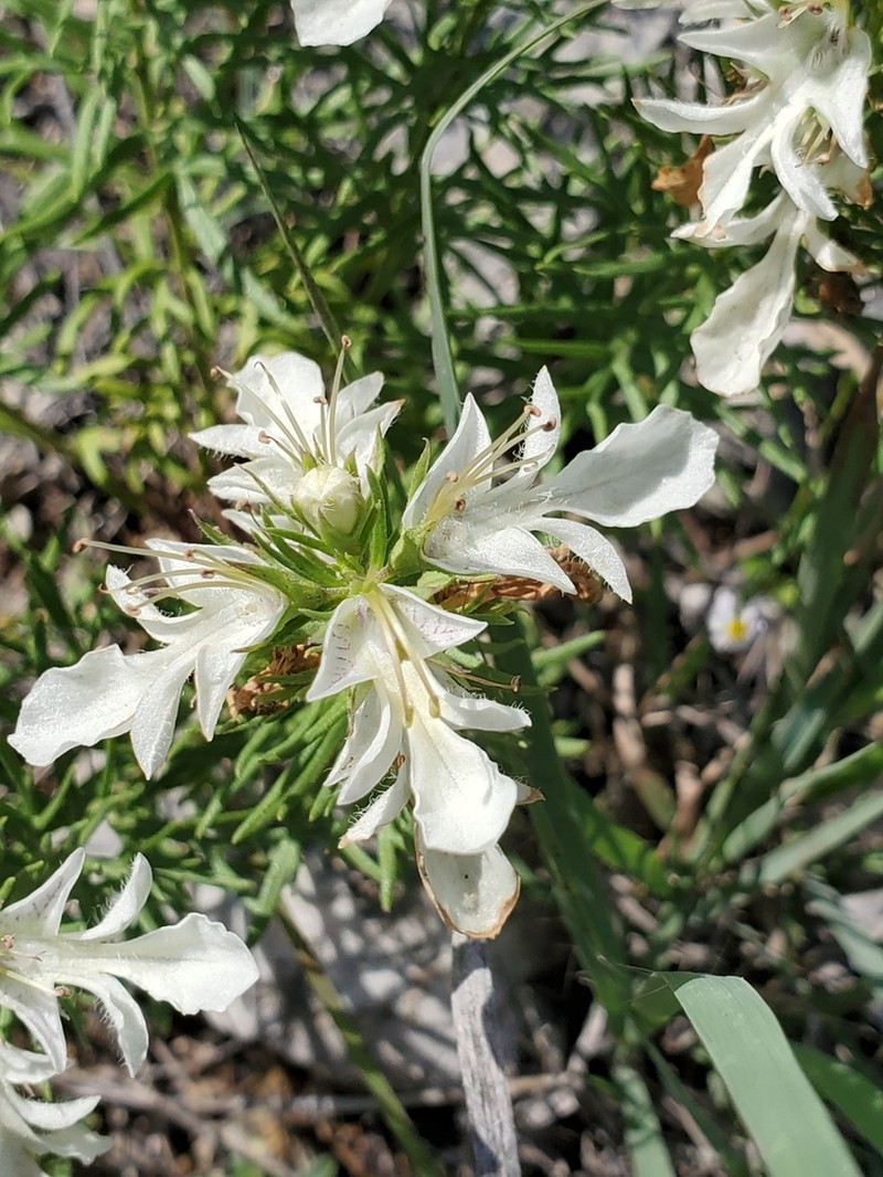 Lacy Germander photo 2