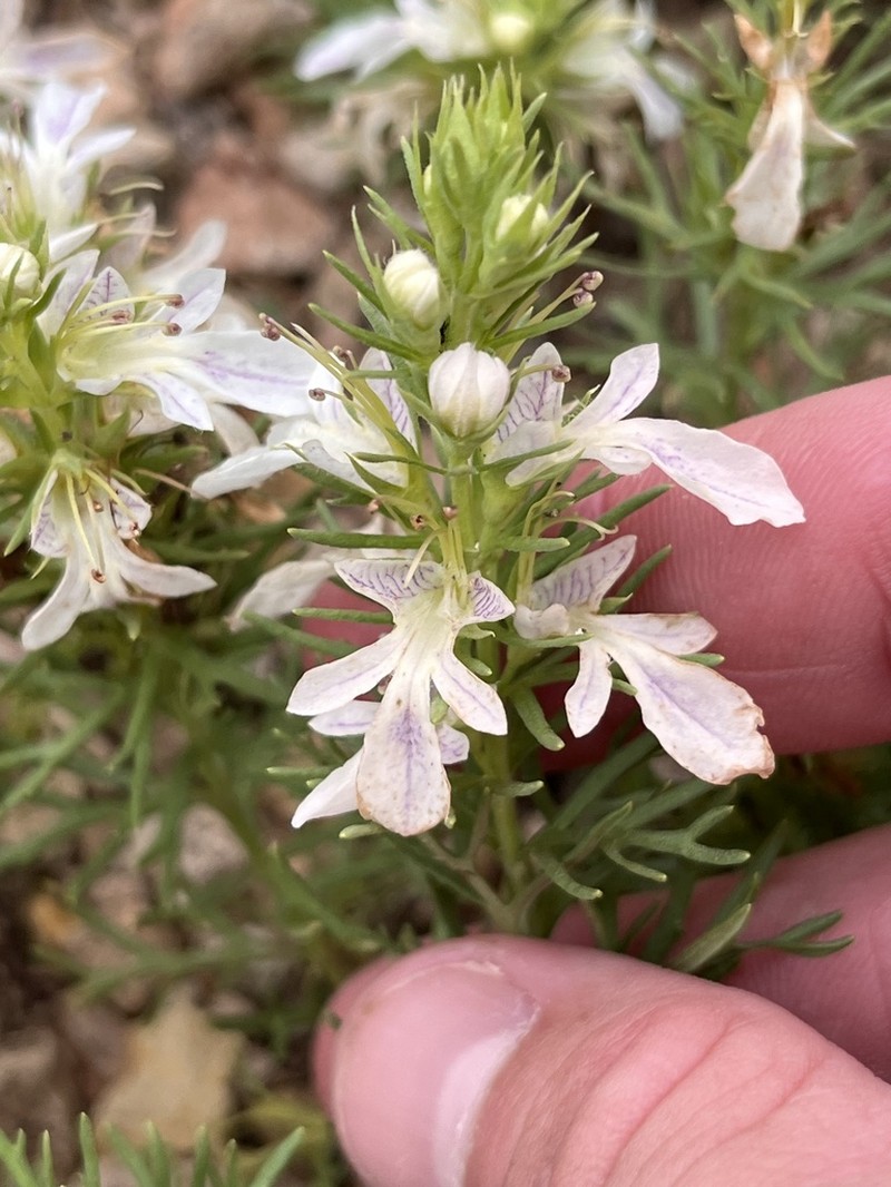 Lacy Germander photo 3