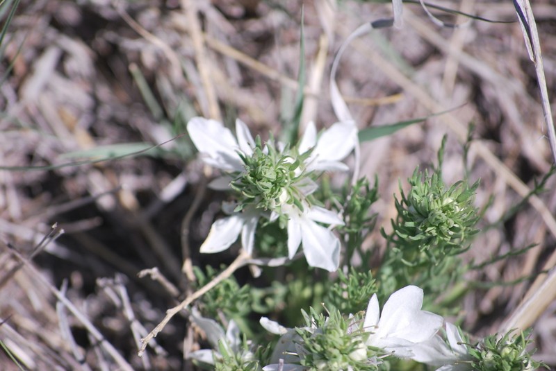 Lacy Germander photo 4
