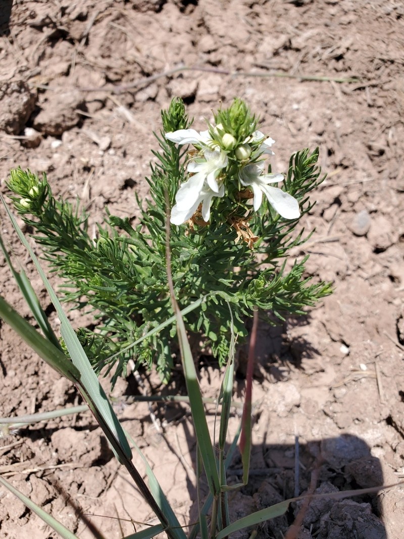 Lacy Germander photo 5