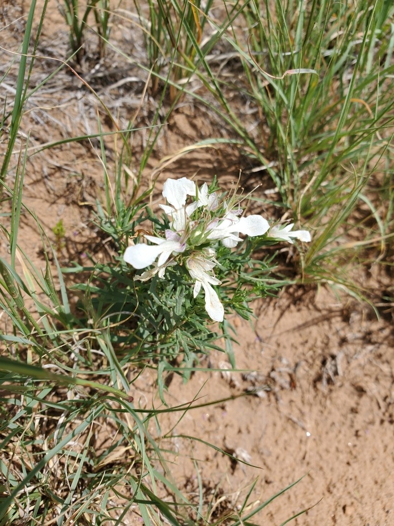 Lacy Germander photo 6