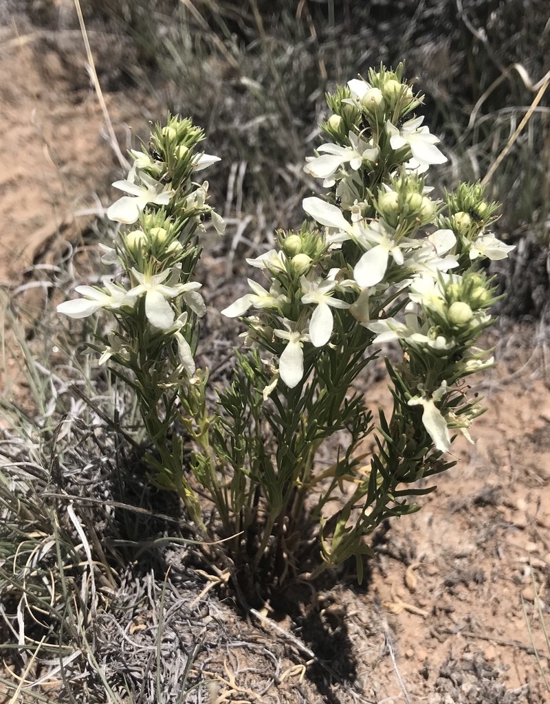 Lacy Germander photo 7