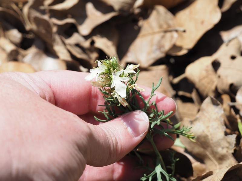 Lacy Germander photo 8